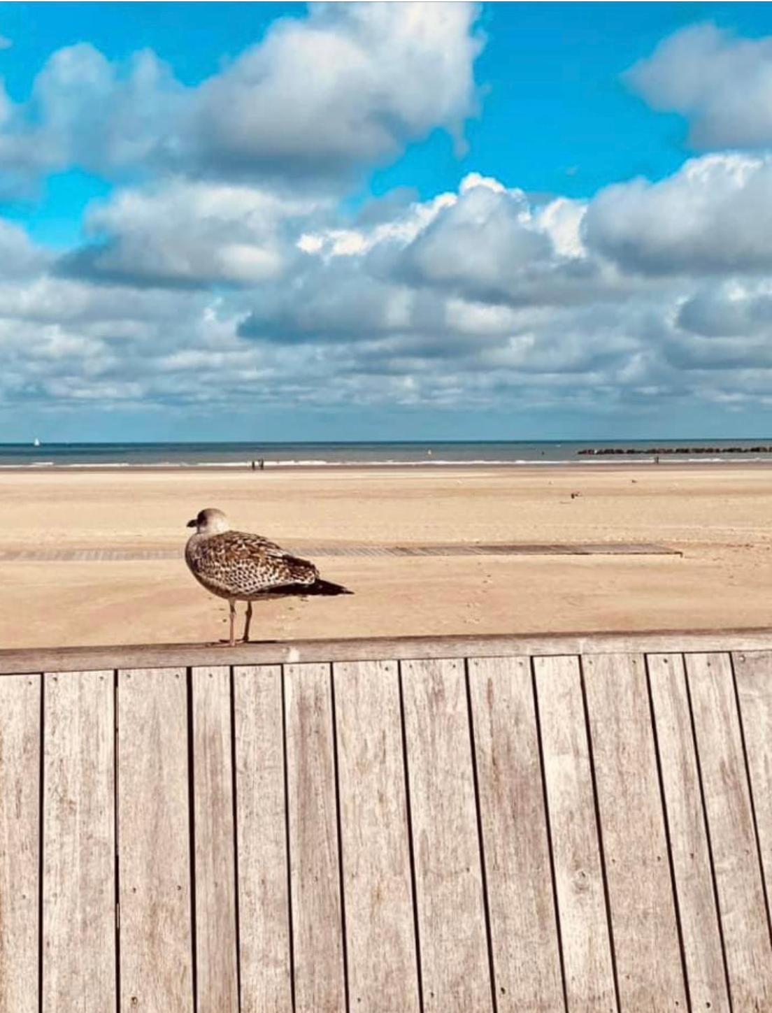 Appartement Sur La Plage De Malo Les Bains Vue Mer Dunkirk Eksteriør billede